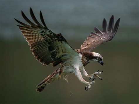 Osprey Bird Facts (Pandion haliaetus) | Bird Fact