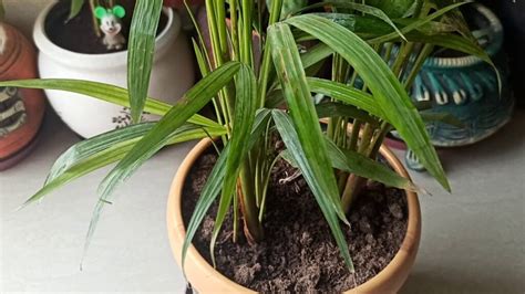 Areca Palm Leaves Turning Yellow: Causes and How to Fix Yellowing Leaves