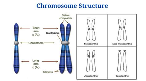 Chromosome: Types, Structure and Functions - PhD Nest