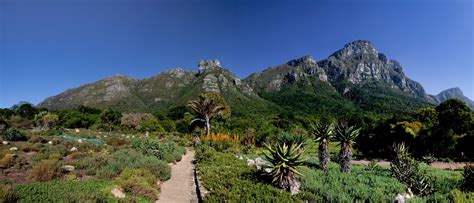 Kirstenbosch Botanical Gardens in Cape Town | City Pass Cape Town