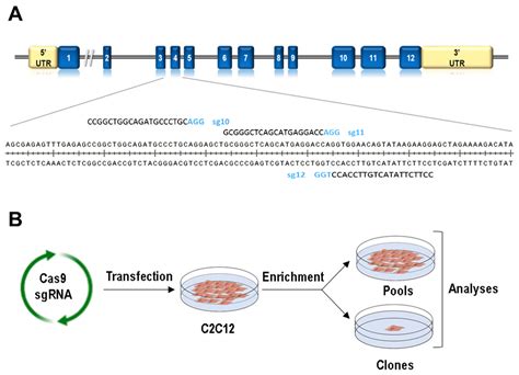 Cells | Free Full-Text | Consequences of Lmna Exon 4 Mutations in Myoblast Function