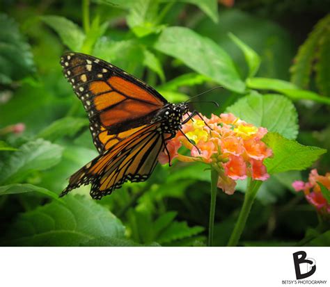 The Butterfly House at Mackinac Island - Fine Art Photographs of Nature ...