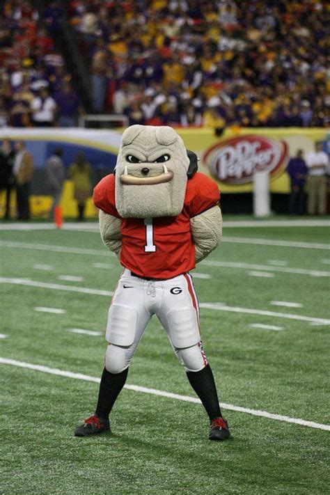 Georgia Bulldogs mascot Hairy Dawg takes in the action at a UGA ...