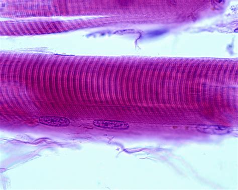 Muscle Cell Under Microscope - Larson Sports and Orthopaedics