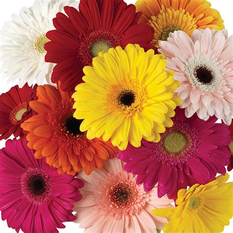 Assorted Rainbow Gerbera Daisies - Calyx Flowers, Inc