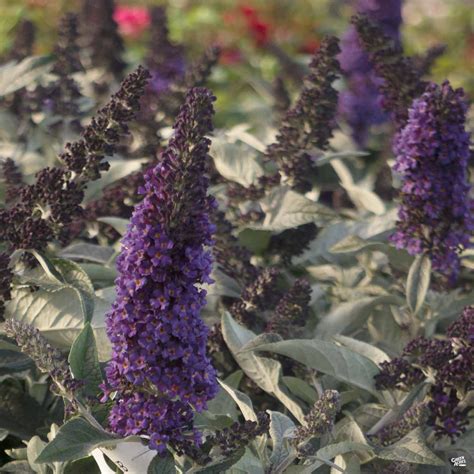 Pugster Blue® Butterfly Bush — Green Acres Nursery & Supply