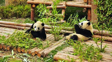 Giant Panda Breeding Research Base in Chéngdū, China - Lonely Planet