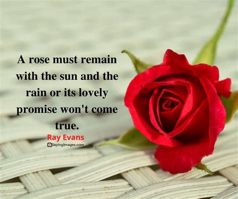 35 Amazing Roses Quotes That Celebrate Life's Beauty - SayingImages.com ...