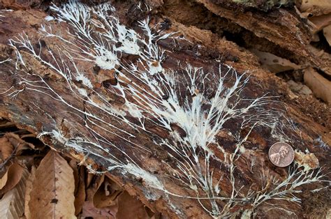 Mycelial Cords or Fungal Rhizomorphs | I found this beautifu… | Flickr