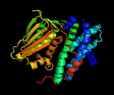 Pyruvate dehydrogenase lipoamide kinase isozyme 1 - Alchetron, the free social encyclopedia