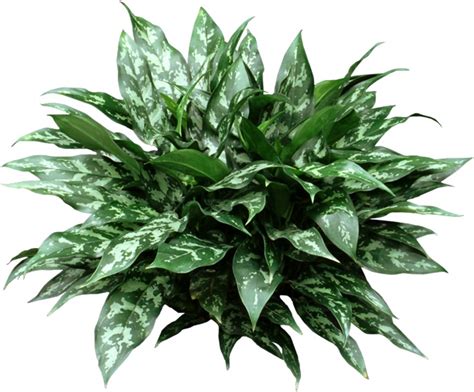 Chinese Evergreen Plant - HousePlant Care Tips|HousePlant411.com ...