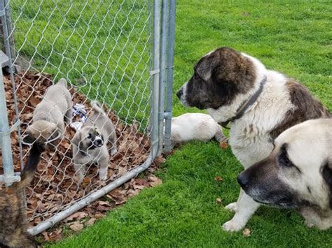 Anatolian Shepherd/Great Pyrenees Cross: A Great Livestock Guard Dog - PetHelpful