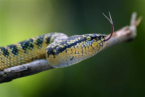 Viperidae Photograph by Rooswandy Juniawan - Pixels