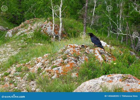 Bird Black Raven in Habitat Stock Image - Image of crow, park: 145668205