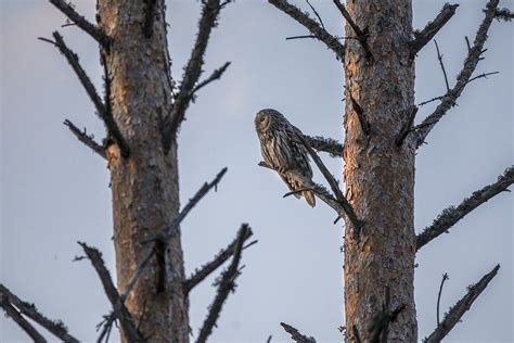 Ural Owl Bird Of Prey Branch - Free photo on Pixabay - Pixabay