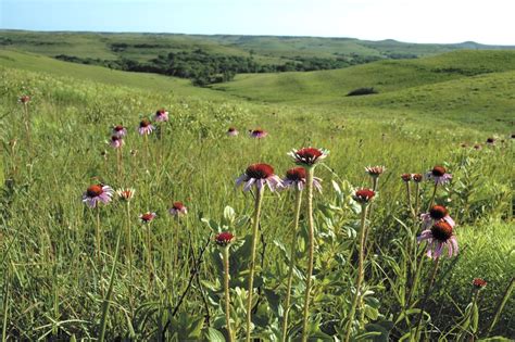 Temperate and Tropical Grasslands, Savannas, and Shrublands — Ecology ...