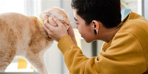 Why Do Cats Smell Your Breath – 9 Interesting Reasons Why!