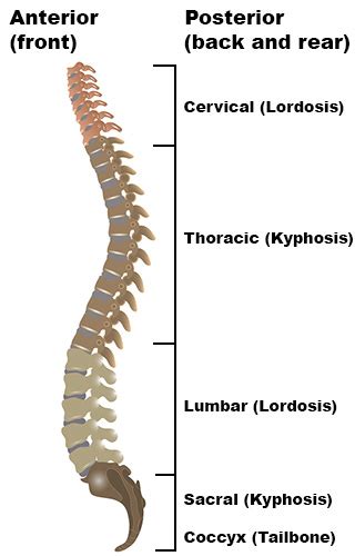 Thoracic Kyphoscoliosis