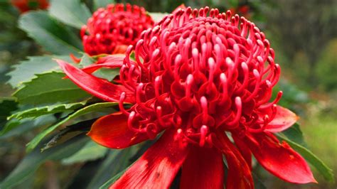 Australian floral emblems: Tony Fawcett on growing all 9 national ...