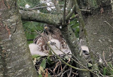 Recent Sightings: Broad-winged Hawk Nest and Family