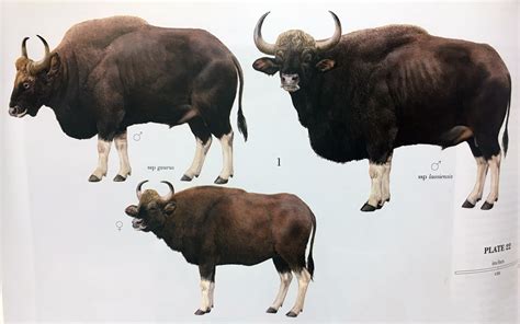 Meet The Gaur – A Giant Wild Cattle and The Animal Kingdom’s Champion Bodybuilder | KFBG Blog ...