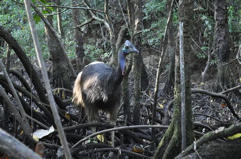 Mangrove Forest Animals