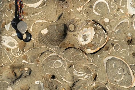 Pliocene bivalve fossils in sandstone, Oregon – Geology Pics