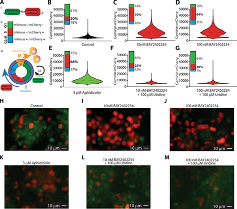 BAY2402234 induces early S phase cell cycle arrest A An illustration... | Download Scientific ...