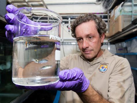 Against all odds, the rare Devils Hole pupfish keeps on swimming | NCPR News