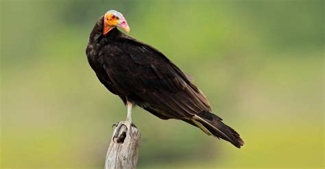 Meet the 7 New World Vulture Species - A-Z Animals