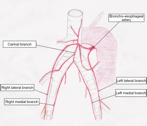 Bronchial Artery Anatomy