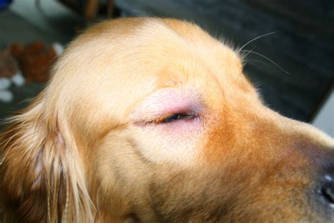 Bee Sting Reactions and Treatment for Dogs | PetHelpful