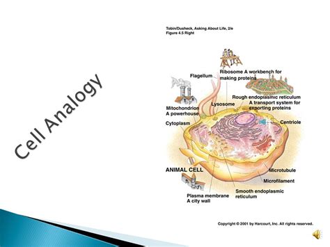 Animal Cell Analogy: How To Understand Animal Cell Better