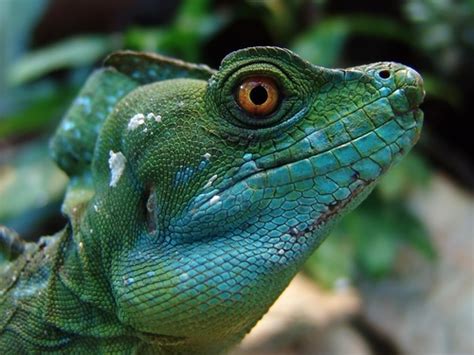 Basilisks (Genus Basiliscus) · iNaturalist