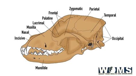 Fish Skull Anatomy: Images and Significance - WOMS