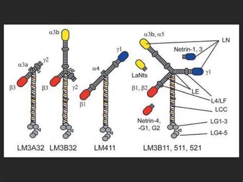 Laminin 5: roles & utility in wound healing