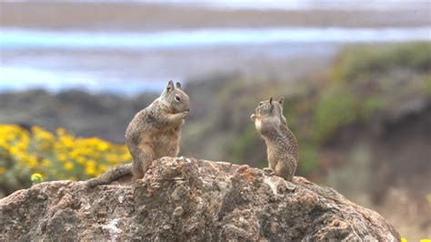 371 African squirrel Stock Video Footage - 4K and HD Video Clips ...