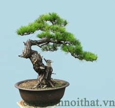 200 Cay Canh ideas | plants, cay, bonzai tree