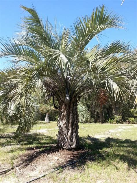 91 best images about Buy Cold Hardy Palm Trees on Pinterest | Queen palm tree, Fan palm and Sago ...