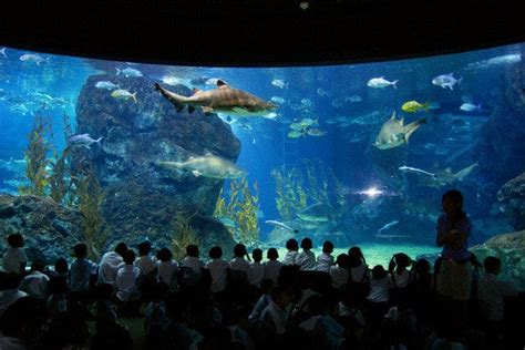 Sea Life Ocean World is one of the very best things to do in Bangkok