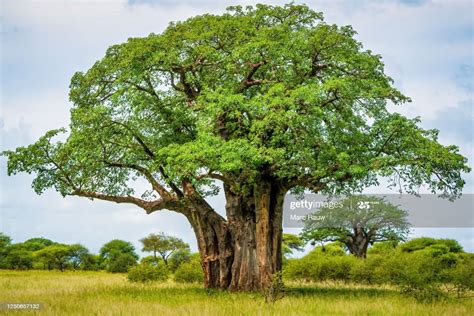 January 2020, Tarangire National Park, Tanzania, Africa: a giant ...