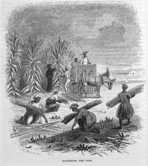 Women in the 19C United States of America: Slaves Working