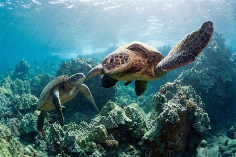 4,600 Sea Turtles Killed in US Fisheries Every Year -- But That's Good News