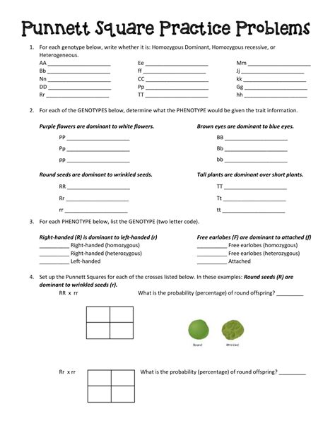 Punnett Square Practice Worksheet Answers - Wordworksheet.com