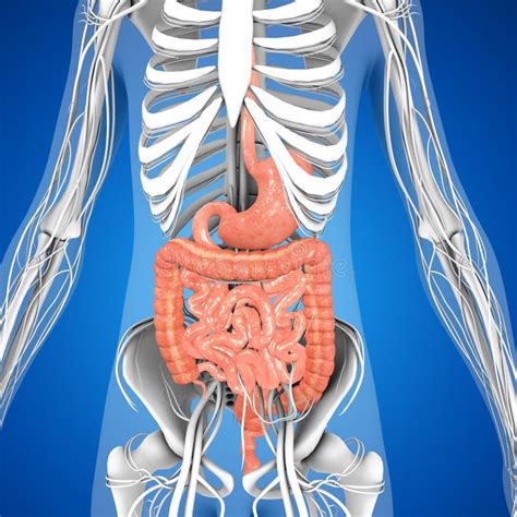 Digestive system stock illustration. Illustration of organ - 55452047