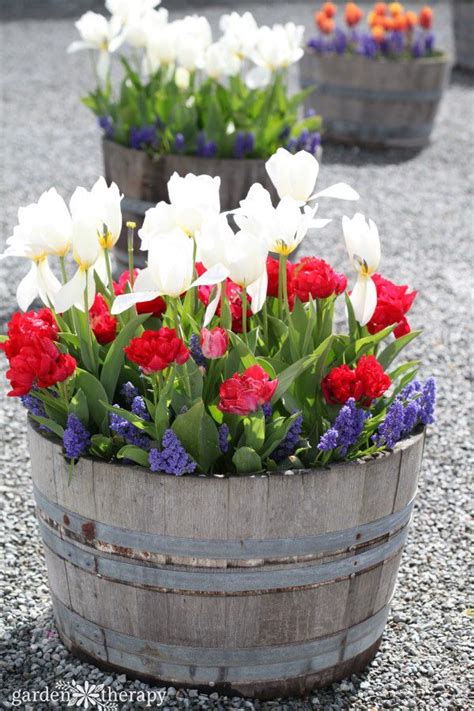 Planting Bulbs in Pots: Overwinter and Grow Spring Blooms This Fall | Fall bulbs, Planting bulbs ...