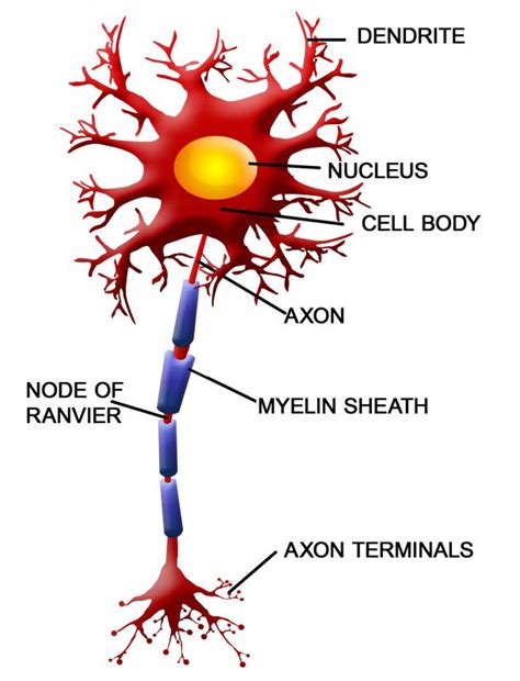 What are Dendrites? (with pictures)