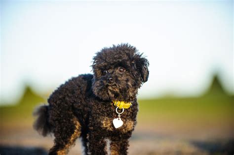 Teacup Poodle: Dog Breed Guide - Dog Academy