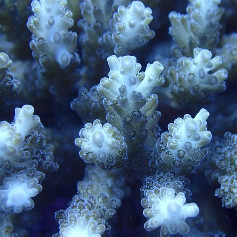 Acropora Coral Care Guide - A Beginners Guide – Reefco Aquariums