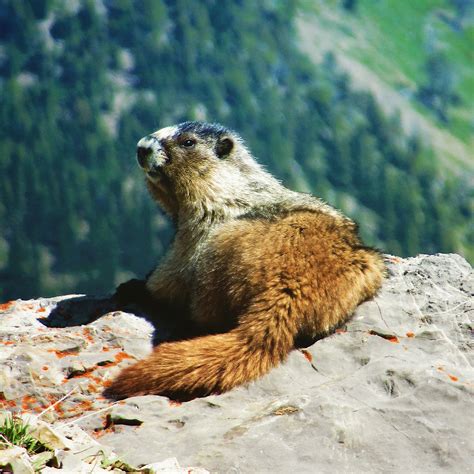 Marmot - Time.Travel.Trek.